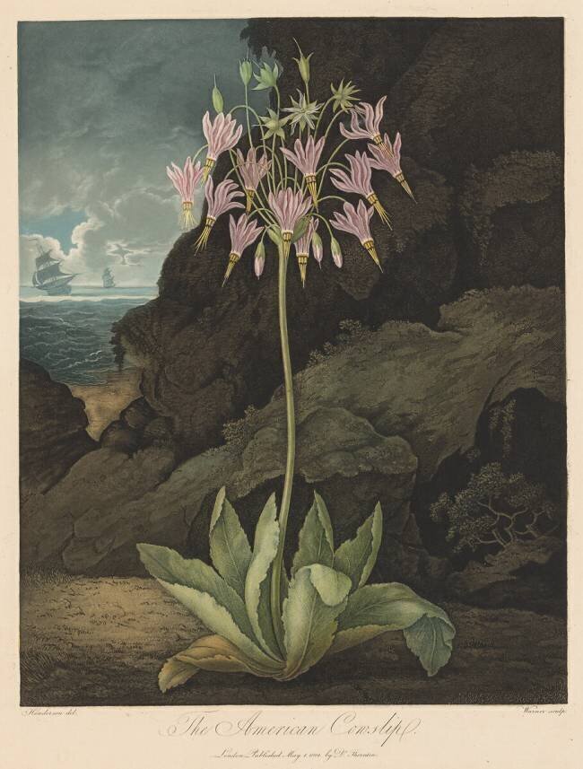 The Temple of Flora, The American Cowslip Robert John Thornton