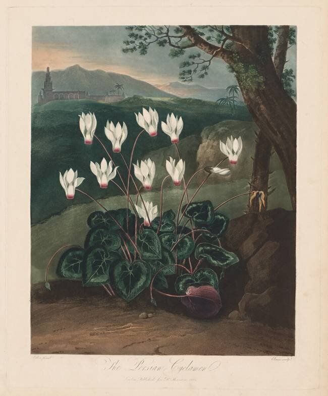 The Temple of Flora, The Persian Cyclamen Robert John Thornton