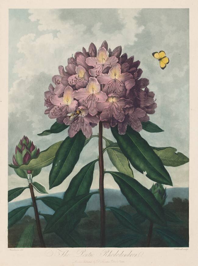 The Temple of Flora, The Pontic Rhododendron Robert John Thornton
