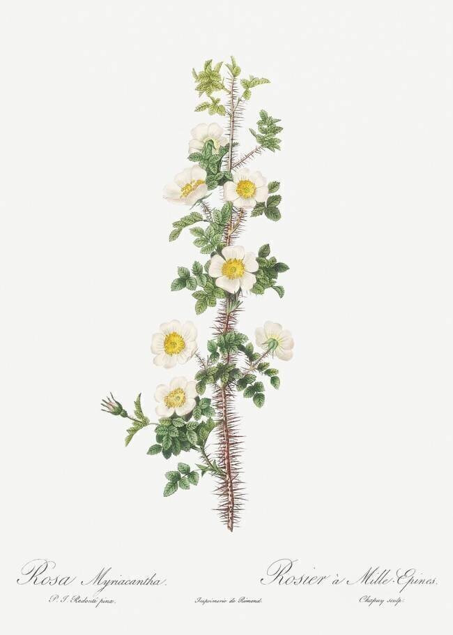 Thousand-spined rose Pierre Joseph Redouté