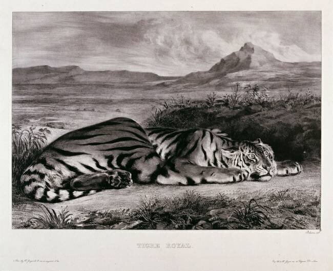 Tigre royal Eugène Delacroix