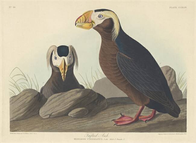 Tufted Auk John James Audubon