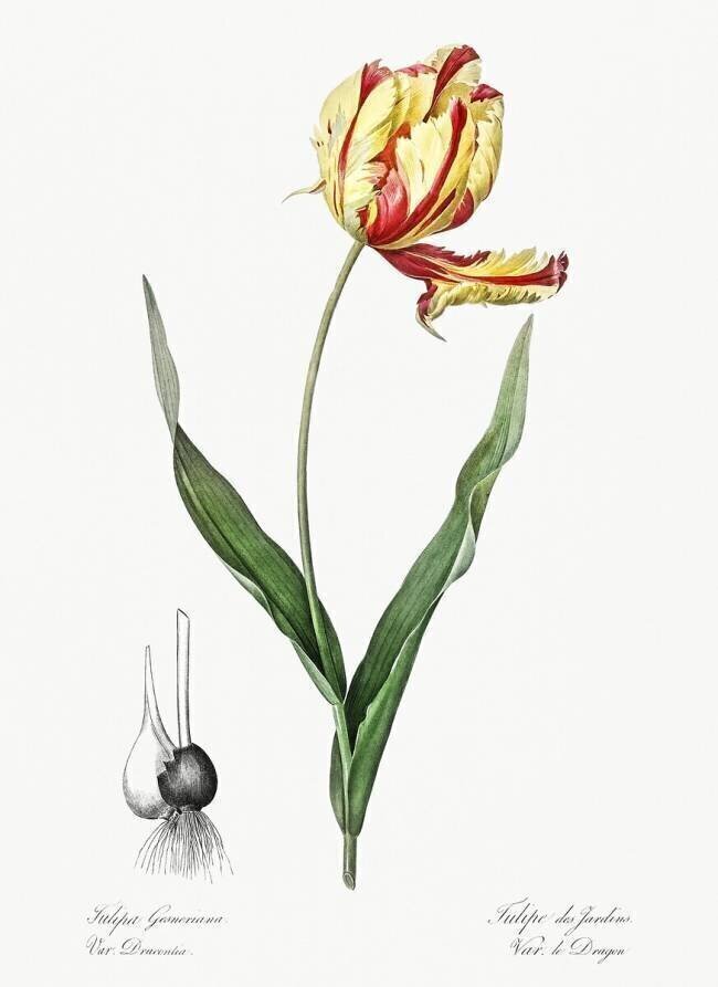 Tulipa Gesneriana Pierre Joseph Redouté