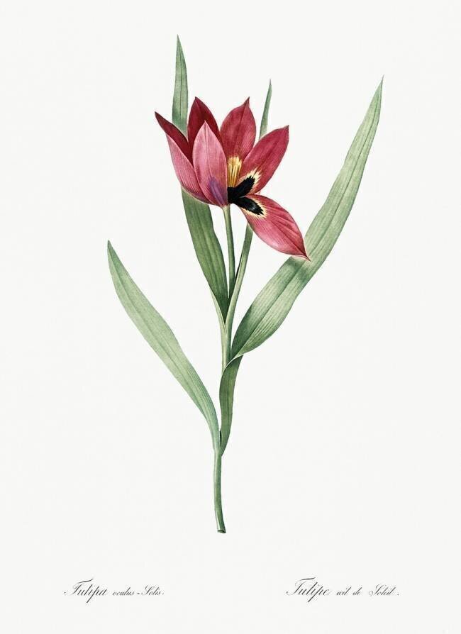Tulipa oculus-solis Pierre Joseph Redouté