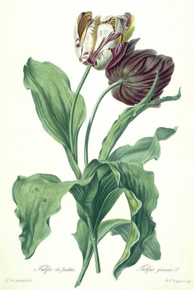 Tulipe du Jardin Gérard van Spaendonck