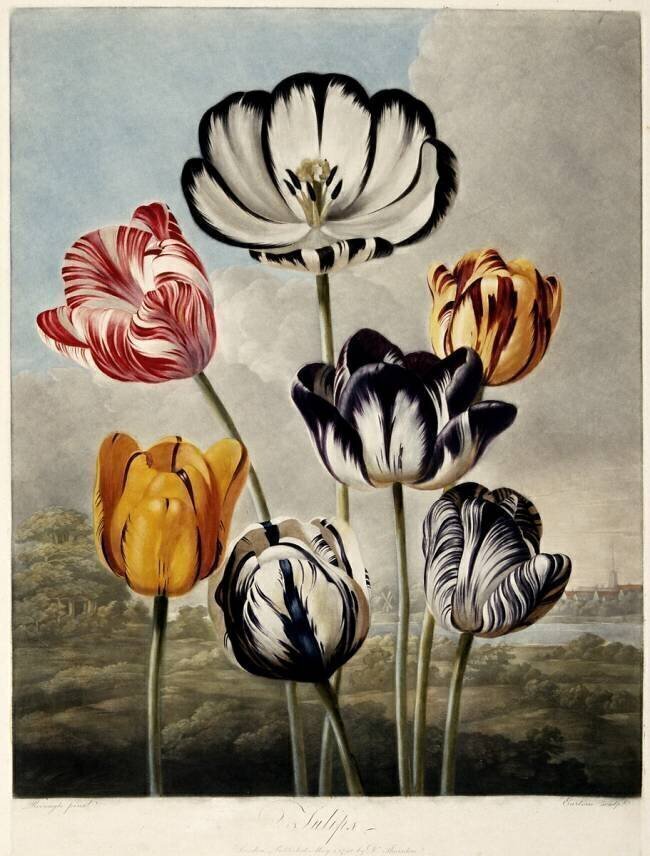 Tulips Robert John Thornton