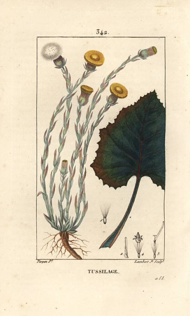 Tussilage Pierre Jean Francois Turpin