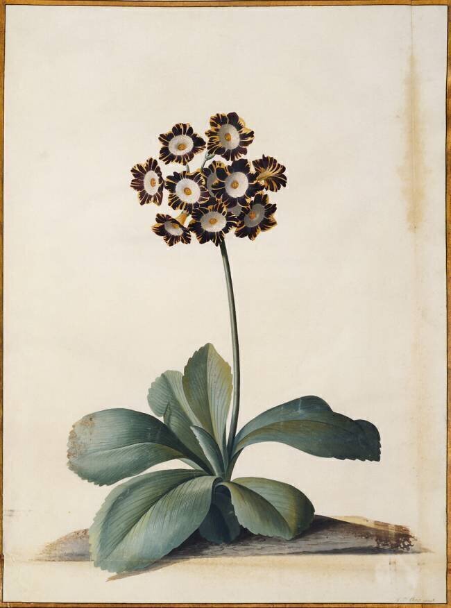 Une Auricule pourpre panachée Georg Dionysius Ehret