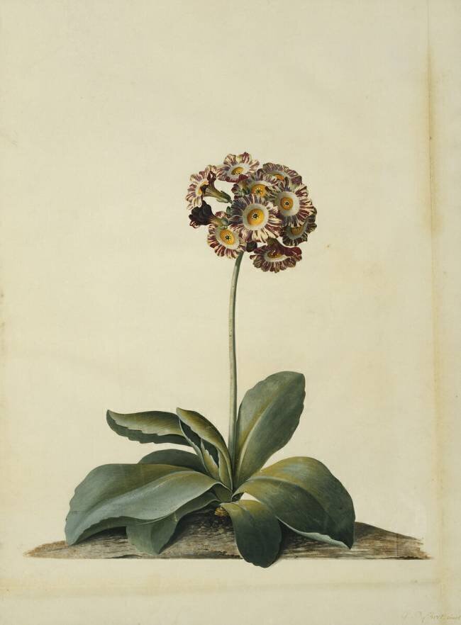 Une Auricule rose panachée Georg Dionysius Ehret