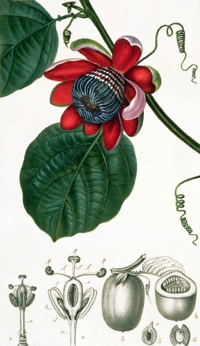 Une Passiflore Pierre Jean Francois Turpin
