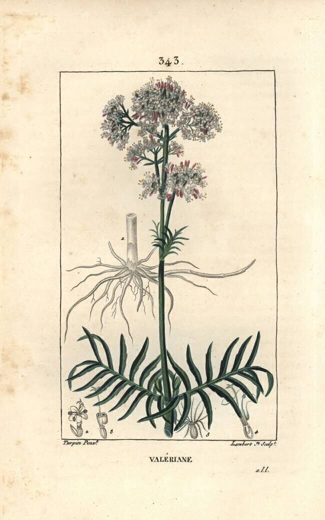 Valériane des collines ou Valériane à petites feuilles - Valériane Pierre Jean Francois Turpin