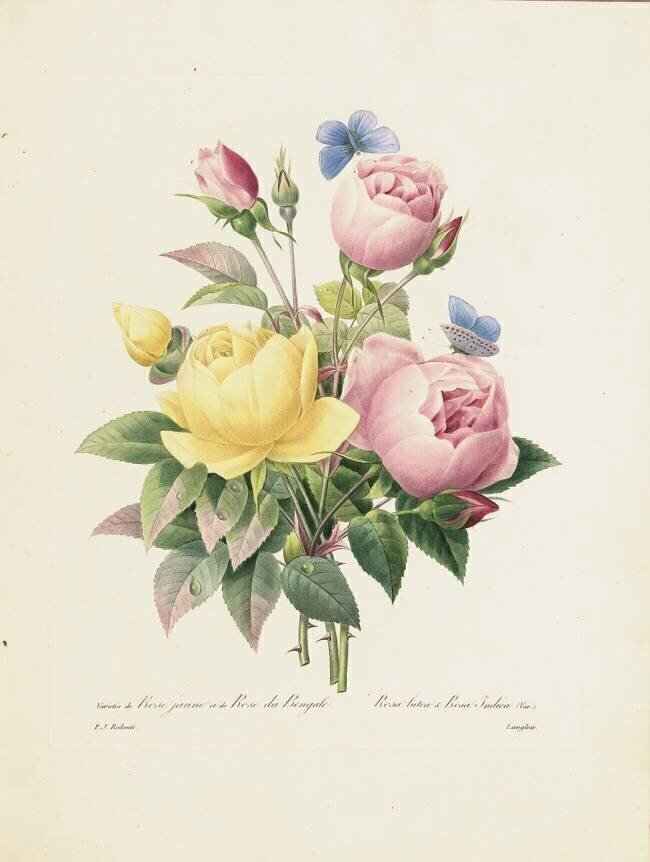 Variété de roses jaunes et de roses du Bengale Pierre Joseph Redouté