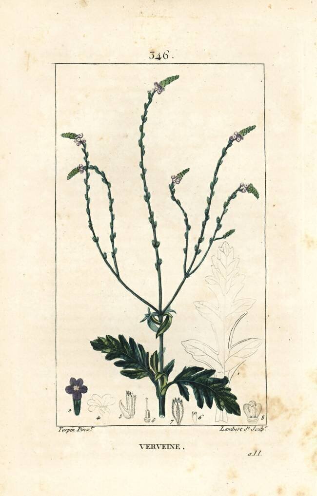Verveine ou herbe sacrée Pierre Jean Francois Turpin
