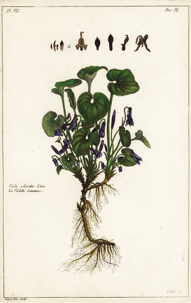 Viola odorata Dupin