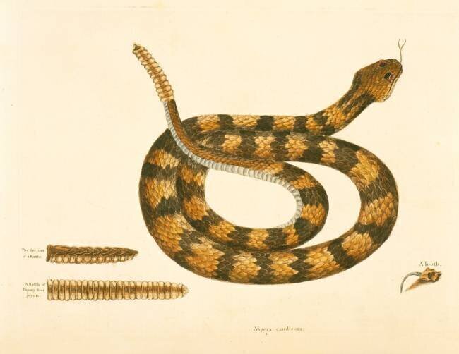 Vipère Caudison Mark Catesby