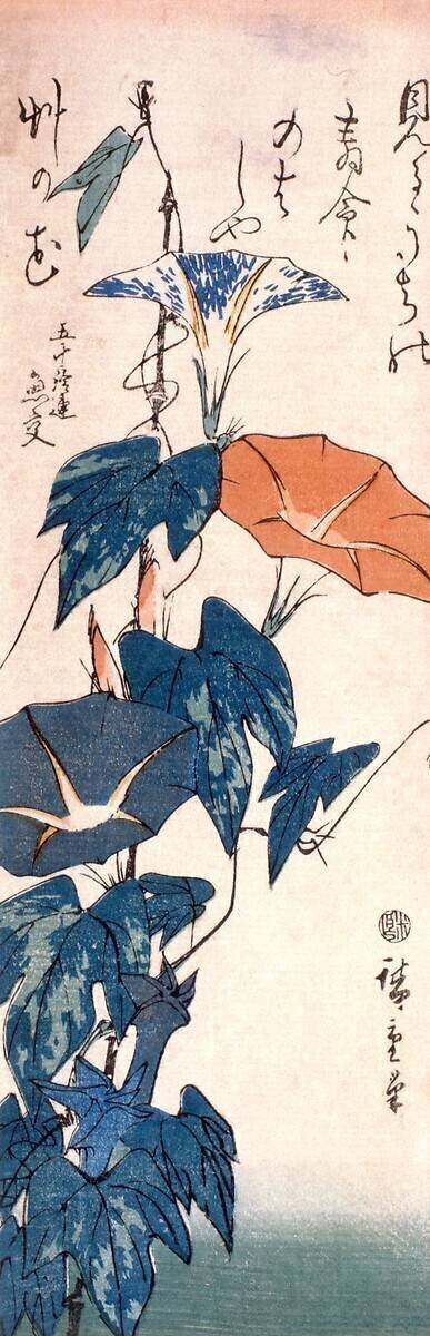 Volubilis Hiroshige