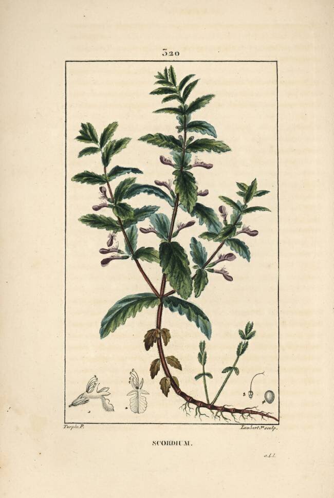 Water germandree Pierre Jean Francois Turpin