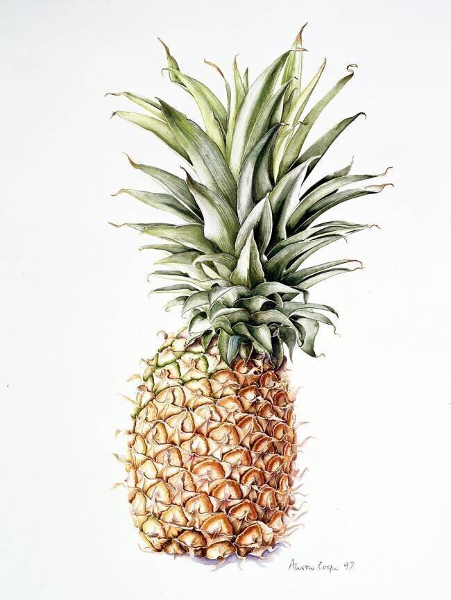 Ananas Alison Cooper