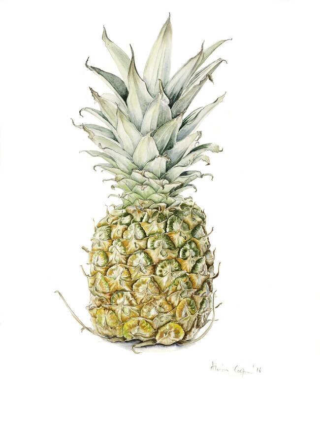 Ananas mûr Alison Cooper
