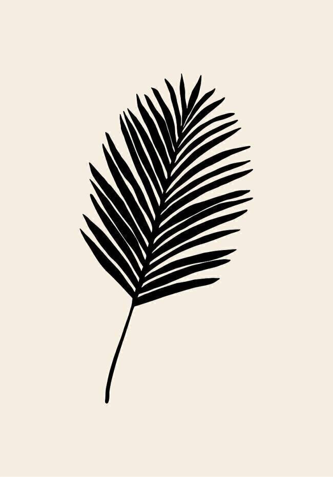 Black Palm 1x Studio