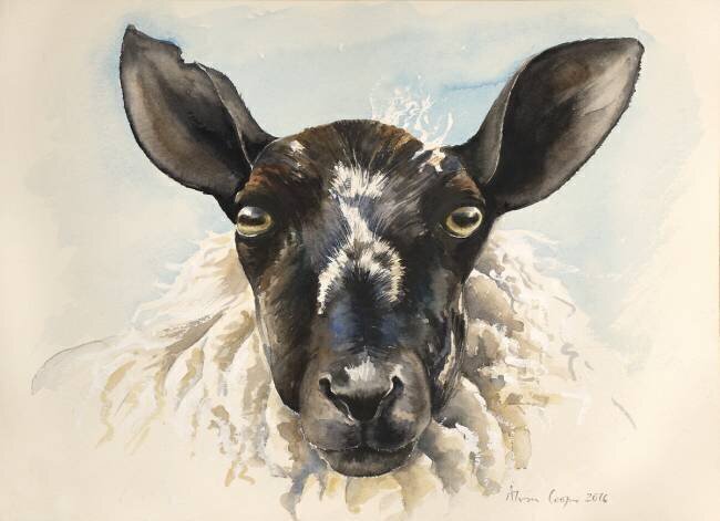 Bonjour Ewe Alison Cooper