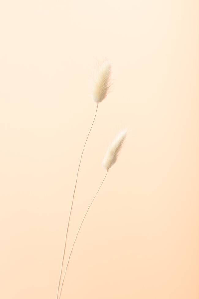 Bunny Grass Peach 08 1x Studio III