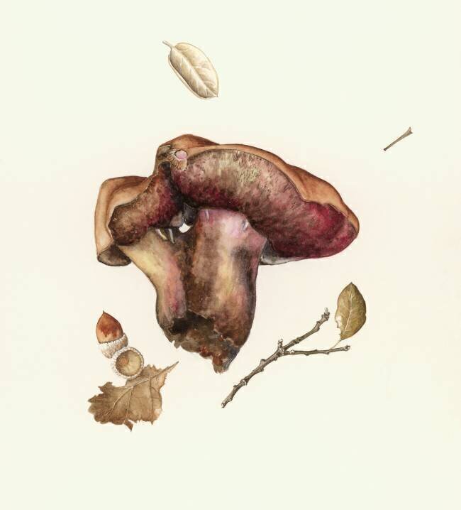 Champignons Alison Cooper
