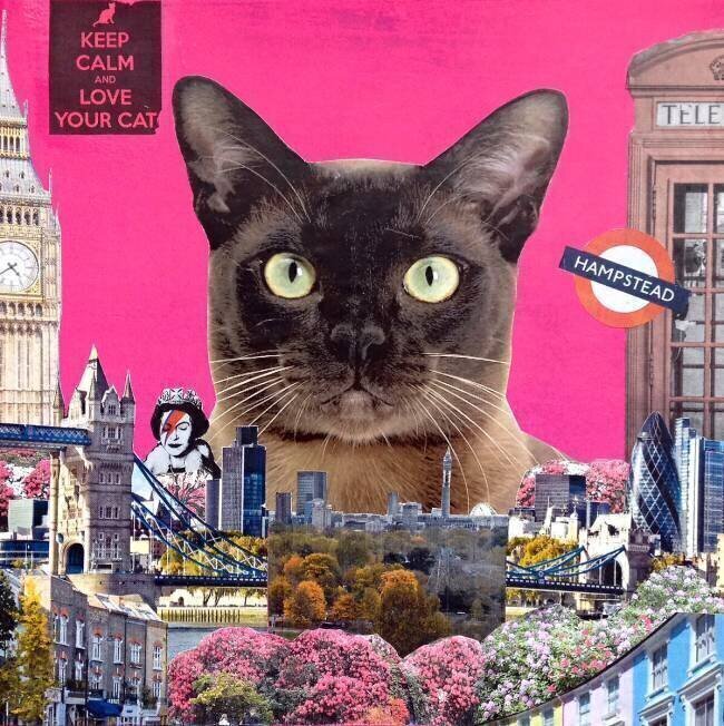 Chat urbain Anne Storno