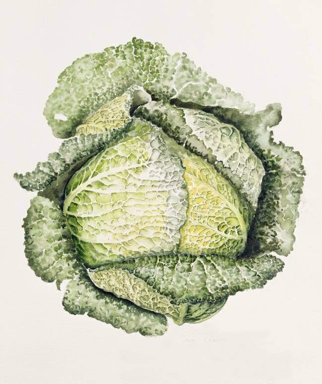Chou de Savoie Alison Cooper
