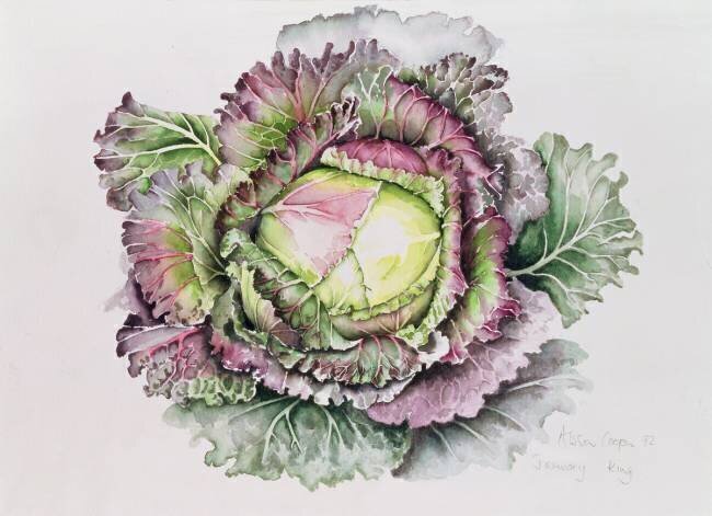 Chou royal de janvier Alison Cooper
