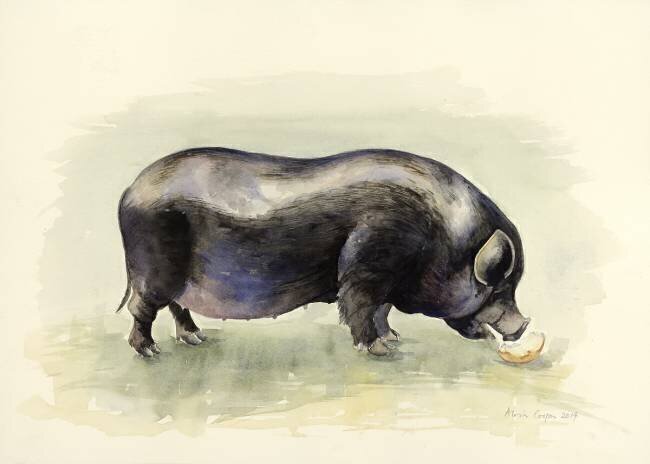 Cochon noir italien Alison Cooper