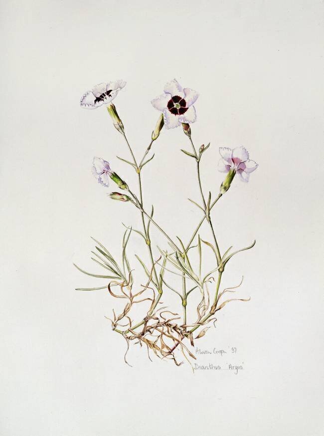 Dianthus Argus Alison Cooper