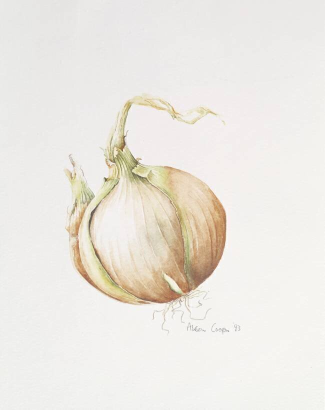 Étude sur les oignons Alison Cooper