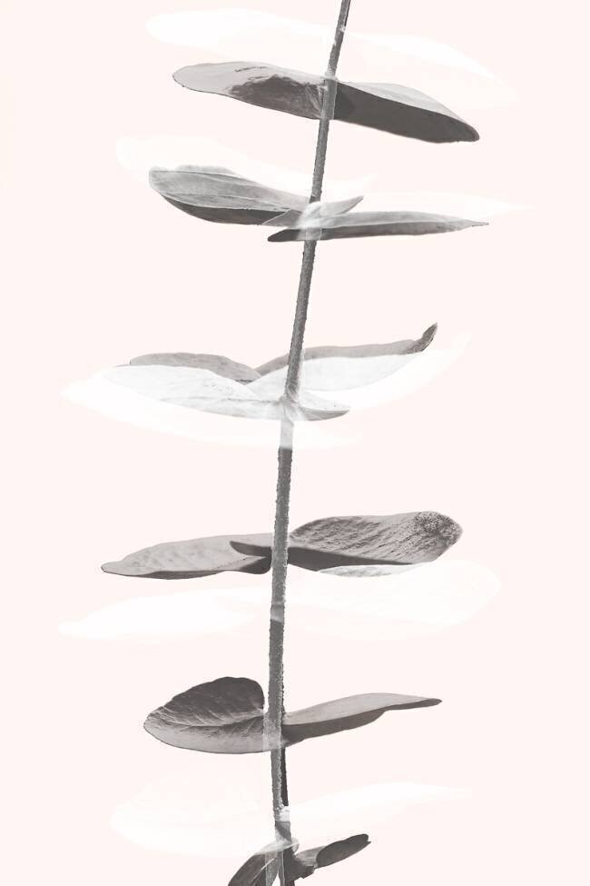 Eucalyptus Creative 11 1x Studio III