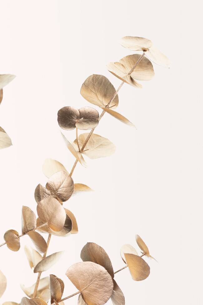 Eucalyptus Gold No 03 1x Studio III