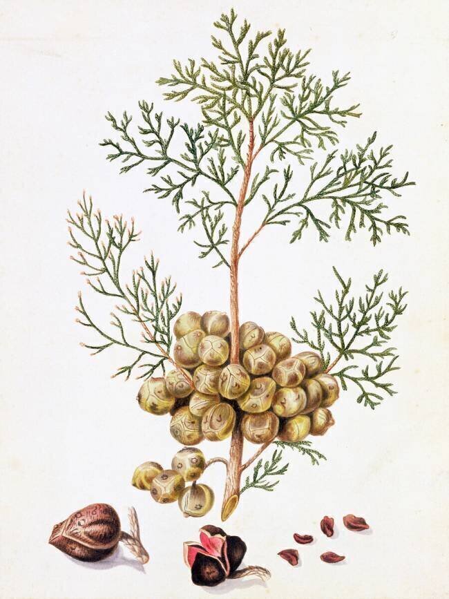 Feuilles et noix de cyprès William Hooker
