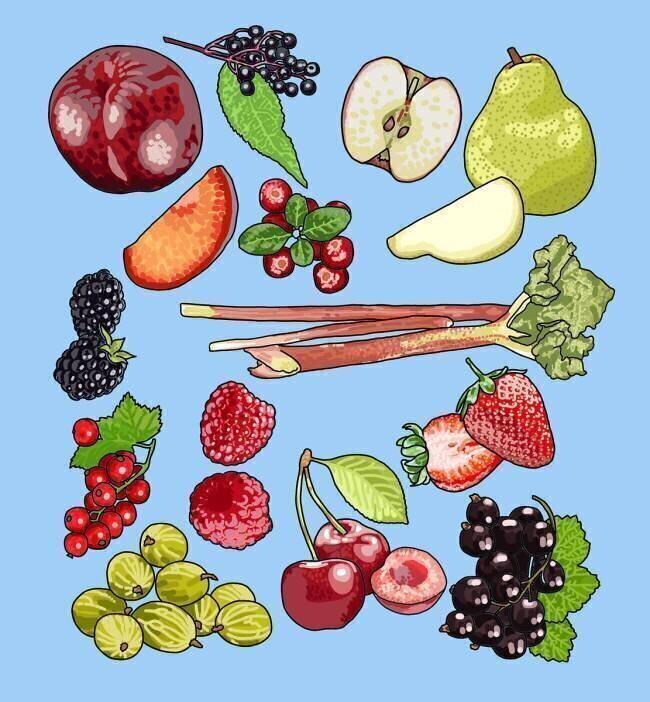 Fruits de saison Claire Huntley