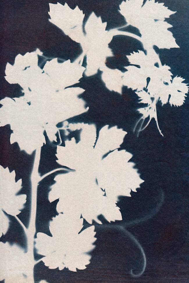 Grape leaves Marco Campedelli