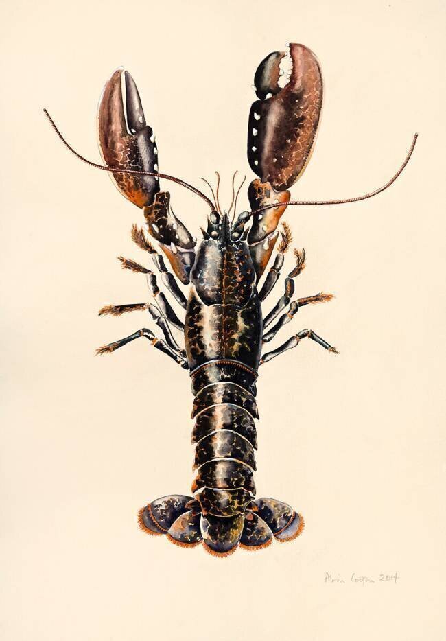 Homard de Solva Alison Cooper