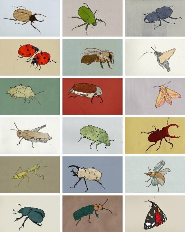 Insects Eliza Southwood