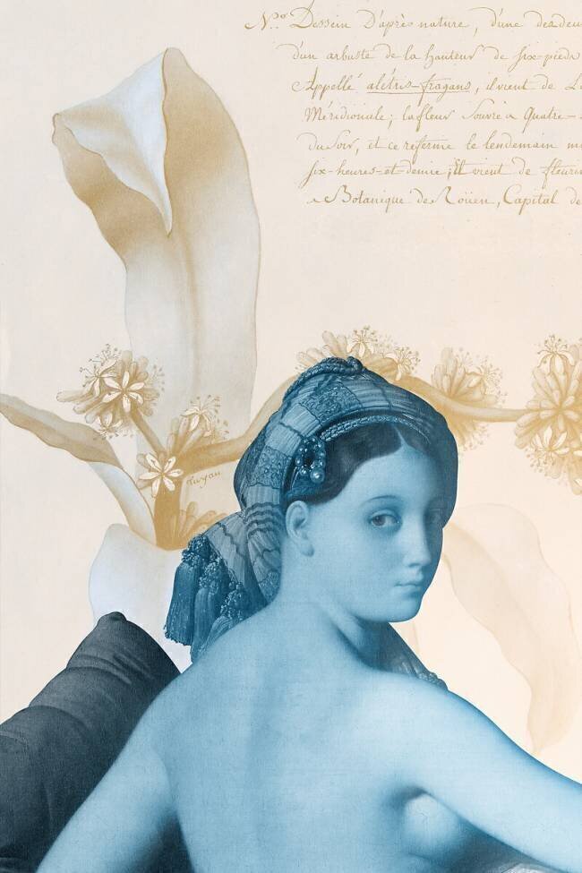 La grande Odalisque / Planche de Botanique Studio Muzéo
