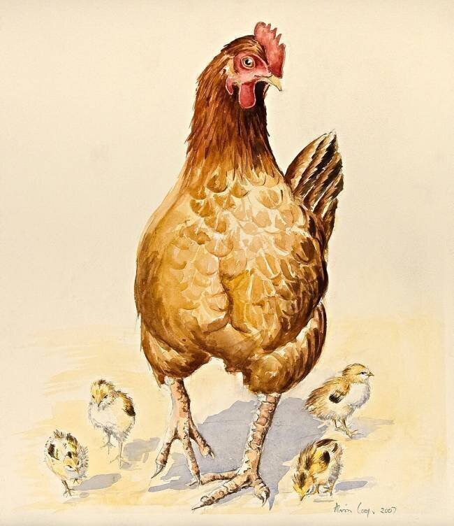 La poule de George et ses poussins Alison Cooper