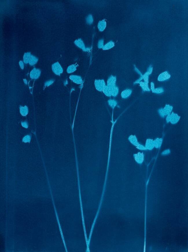 Little Flowers Marco Campedelli