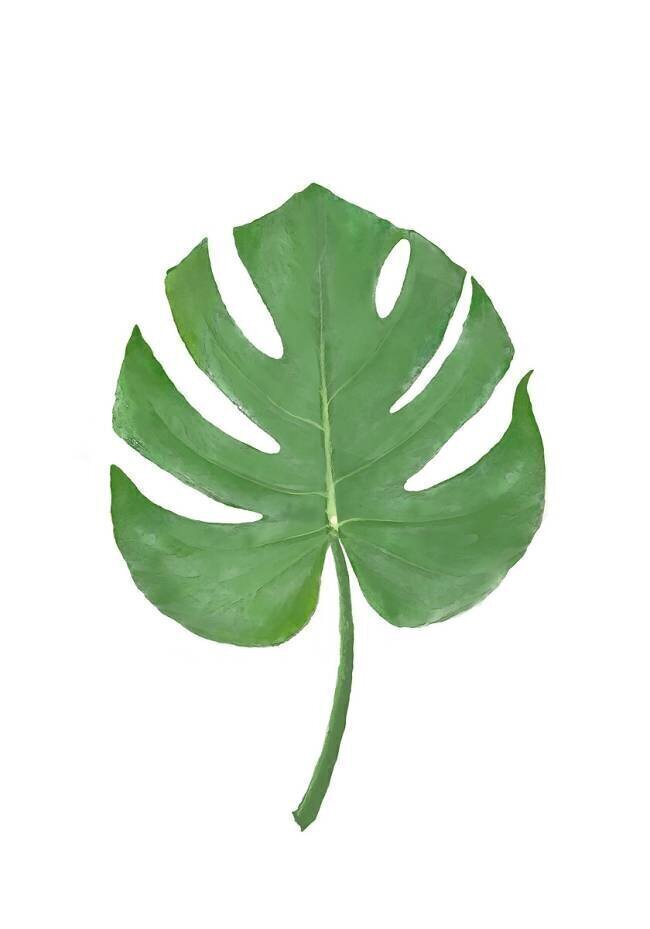 Monstera 1x Studio