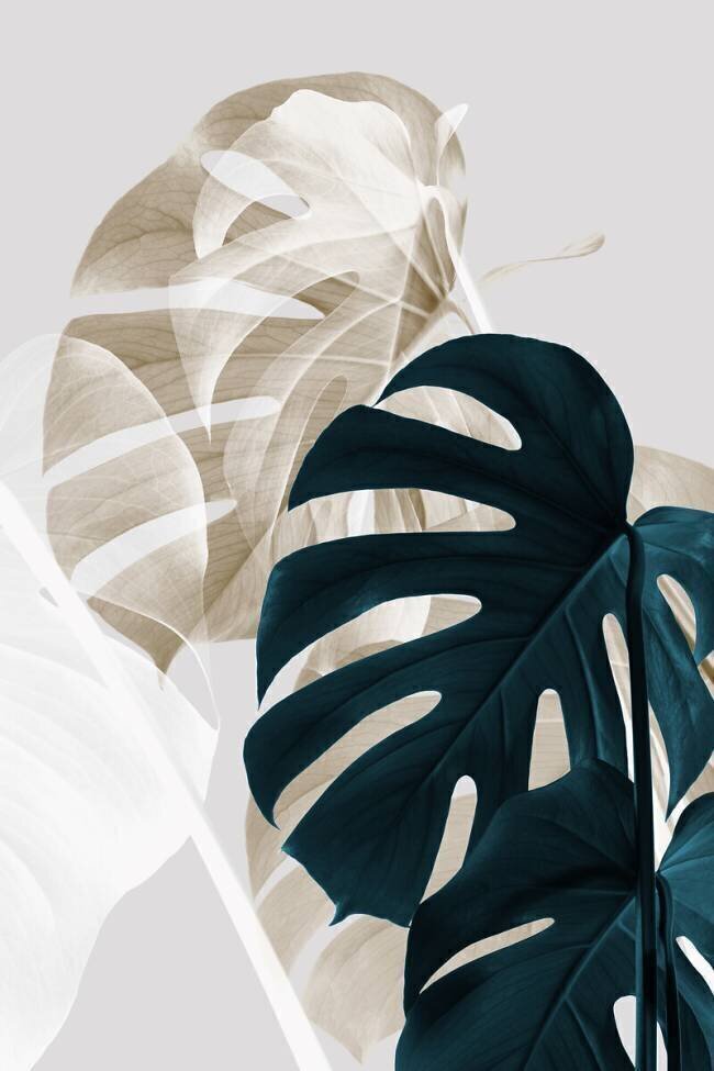 Monstera Creative 05 1x Studio III