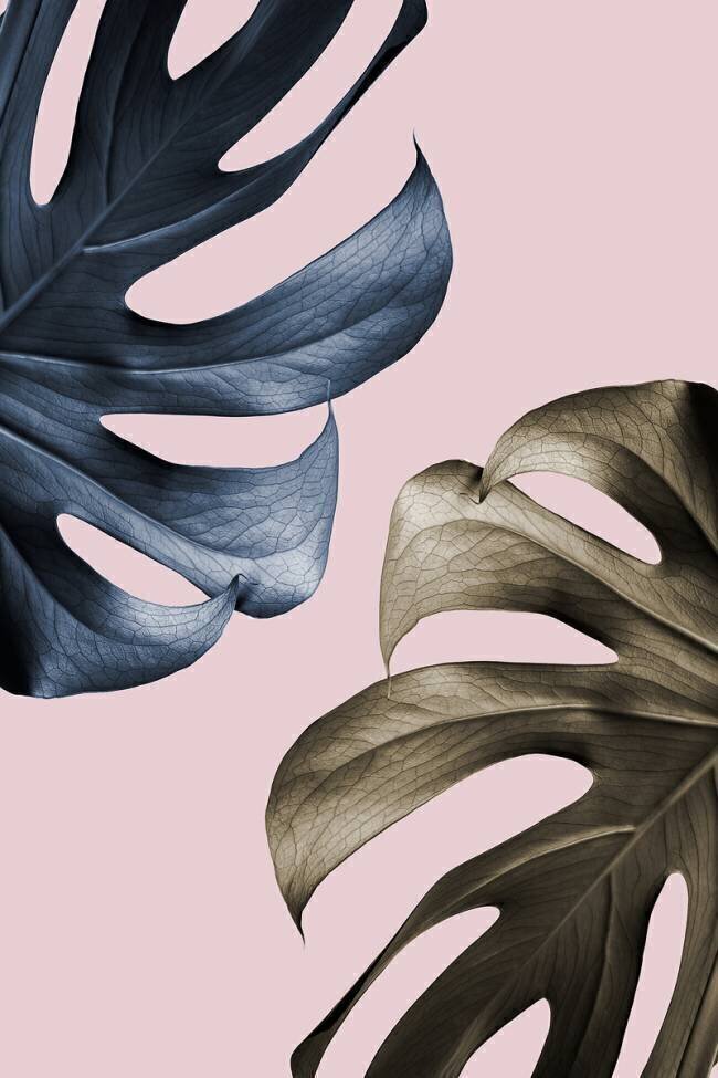 Monstera Pink Light 01 1x Studio III