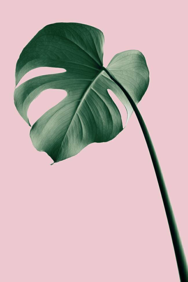 Monstera Pink No 05 1x Studio III