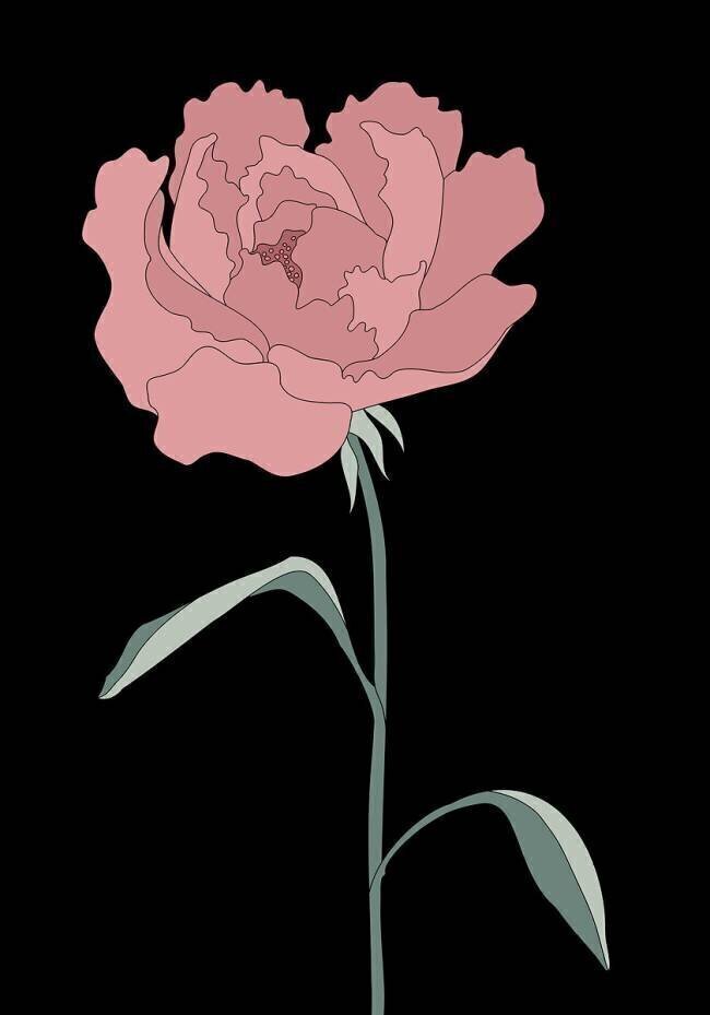Peony 01 1x Studio II