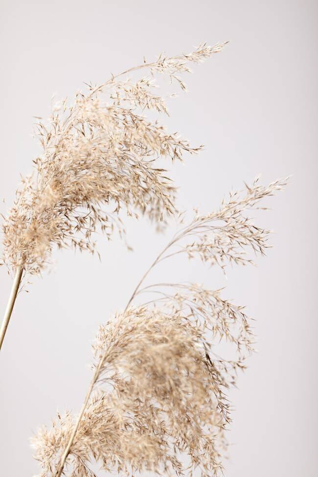 Reed Grass Grey 06 1x Studio III