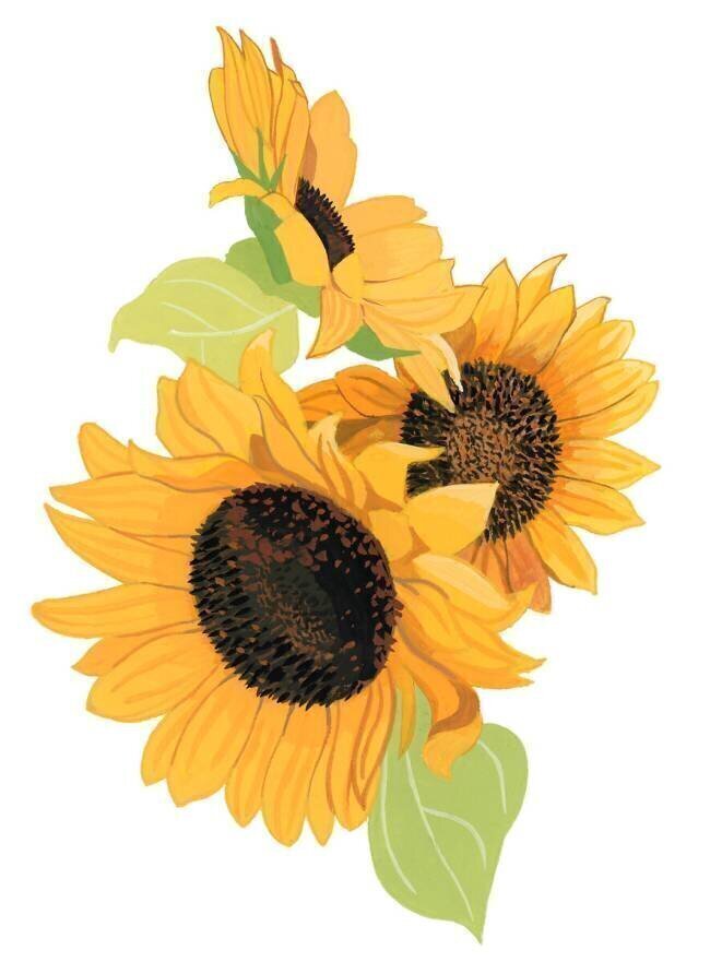 Sunflower Hiroyuki Izutsu